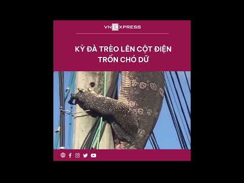 Video #shorts : Kỳ Đà Trèo Lên Cột Điện Trốn Chó Dữ |... - youtube