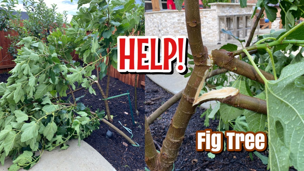 PLEASE HELP! / Fig Tree / 2 Broken Branches due to Storm 😢 YouTube