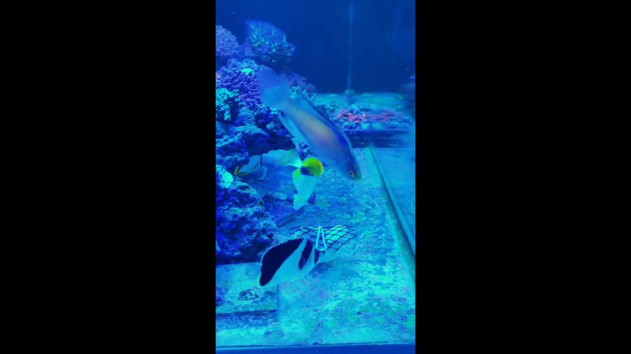 camera iphone 8 plus apk Feeding Time on the Shallows