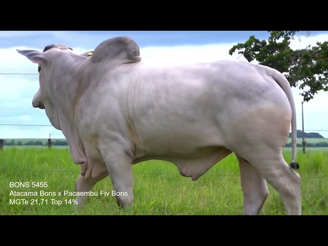 Lote 63   Leilão Virtual Especial Bonsucesso