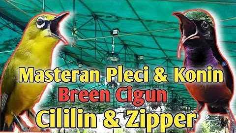 Masteran Pleci dan Konin Bren Ciblek, Cililin & Zipper || Masteran Pleci || Masteran Konin