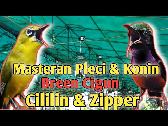 Masteran Pleci dan Konin Bren Ciblek, Cililin & Zipper || Masteran Pleci || Masteran Konin class=