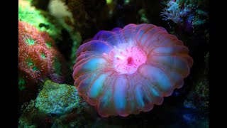 Relaxing (Under the Sea🐟) Stress Relief Images and Music to Calm and Restore Tranquillity 🧘‍♂️