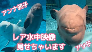【シロイルカのこどもたち】レア物！アリ子・アンナ子の水中映像を集めてみました【しまね海洋館アクアス】