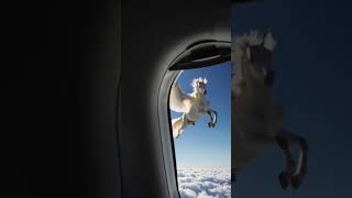 Unbelievable A Flying Horse.