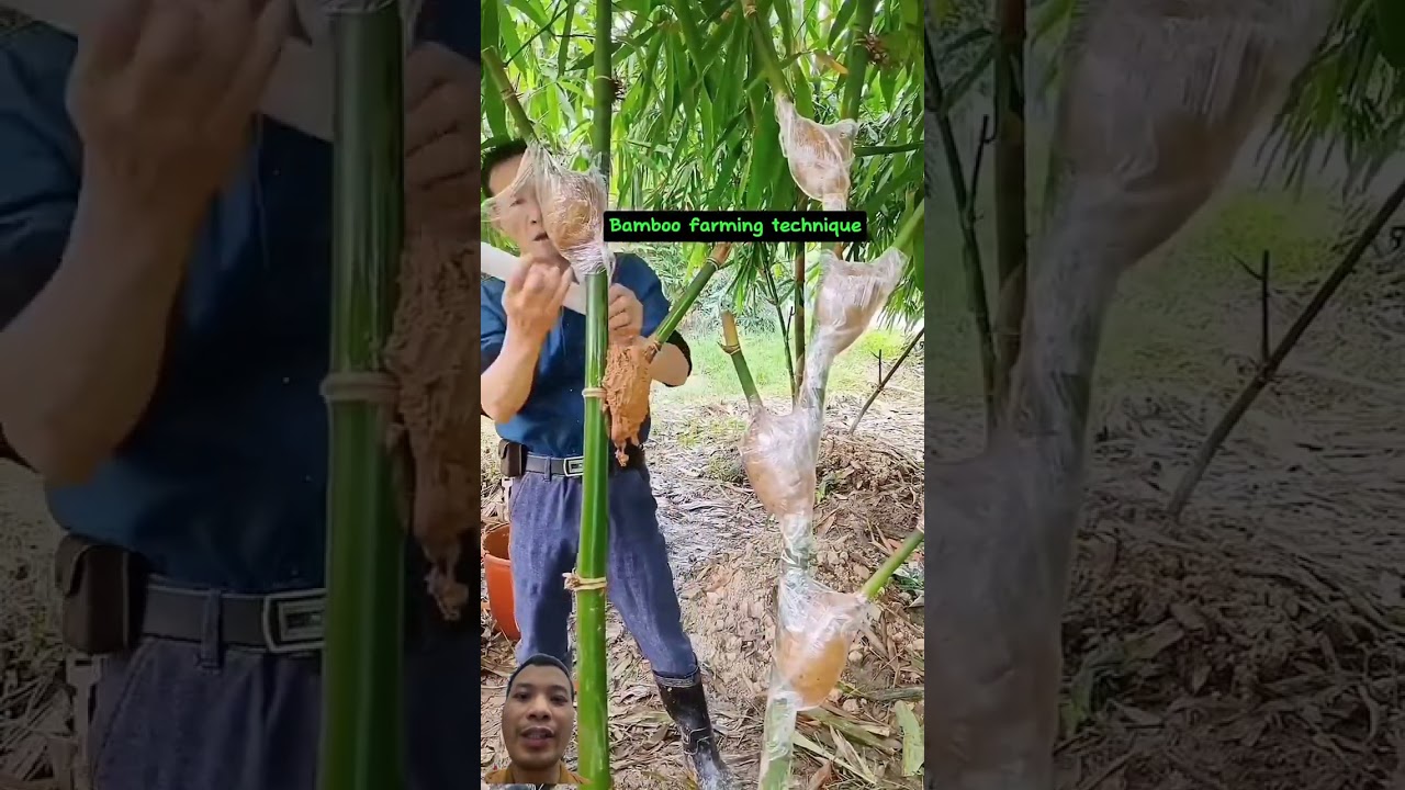 Kỹ thuật triết cây #agriculture #farming #farmlife #shortvideo