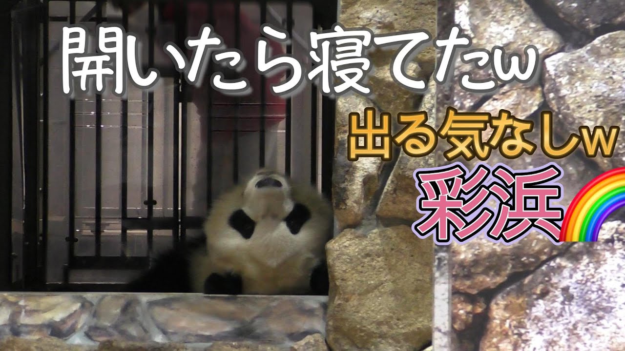 出勤拒否パンダw】彩浜🌈扉が開いたら寝てたw🐼💤【お手上げw】Giant