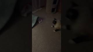 Miko and the unicorn socks