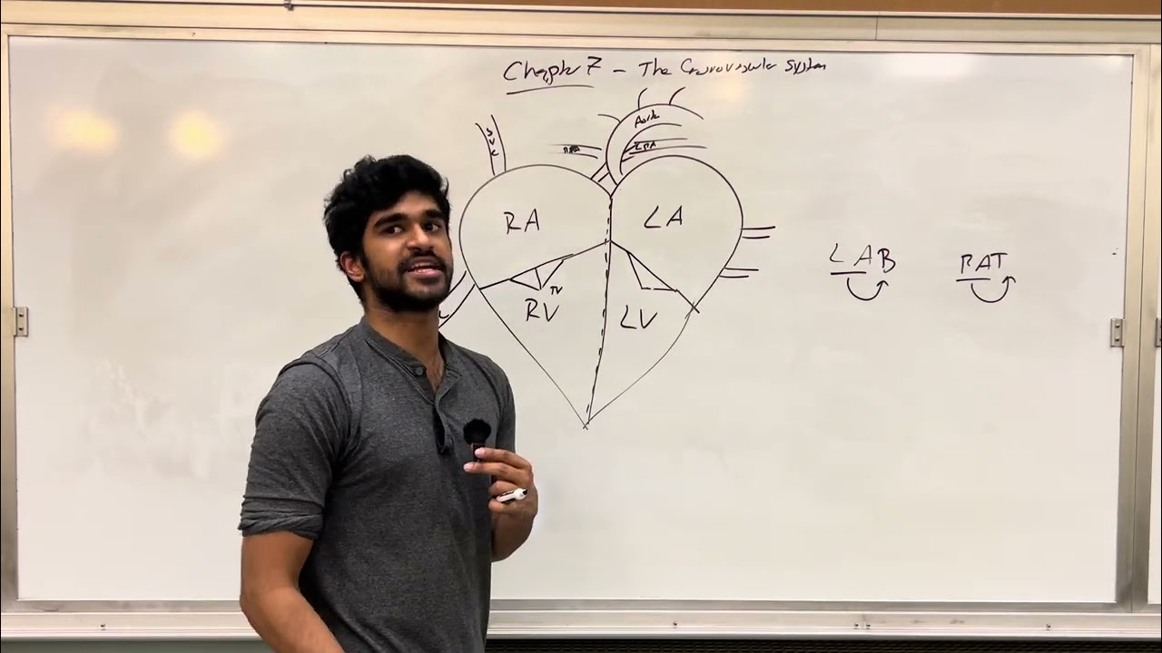 MCAT General Biology, Chapter 7- The Cardiovascular System
