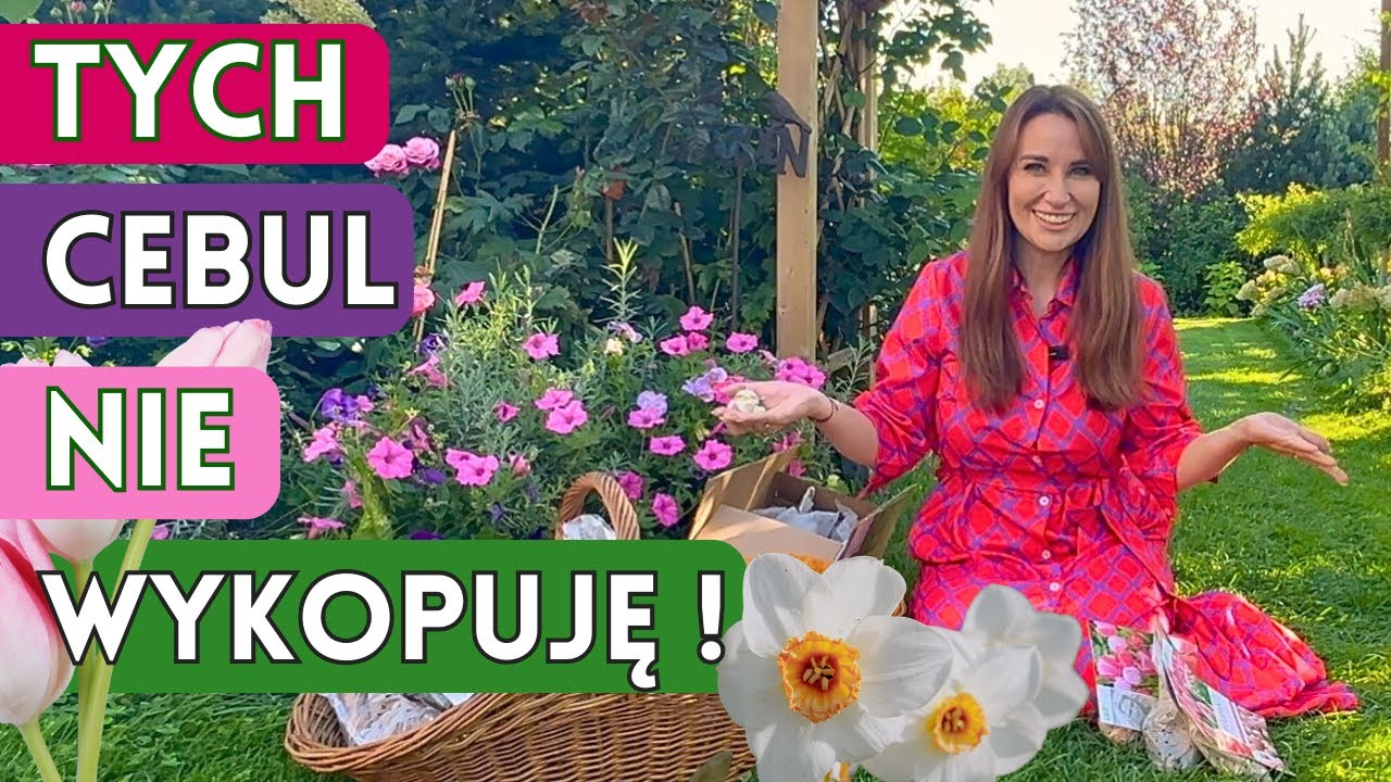 Rośliny Cebulowe, których nie musisz wykopywać! Czosnki, narcyzy, tulipany itd.