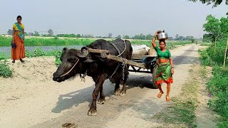 Daily Routine In Uttar Pradesh India | Rural Life India | Natural Life Style In UP Farmer