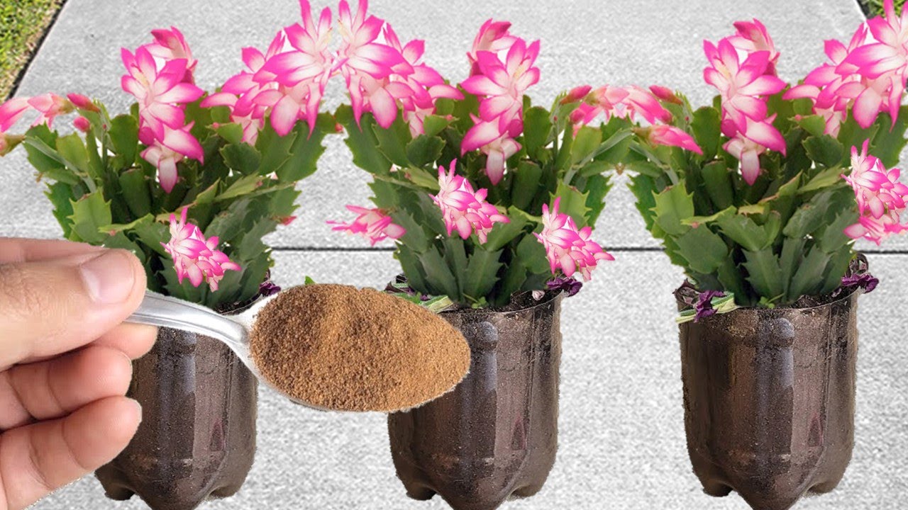 Só 1 colher faz Flor de Maio explodir de tantas flores (qualquer planta)