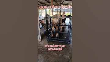 Cân Bò Có Lồng 1 Tấn 2 Tấn #shorts #shortvideo #channuoibo