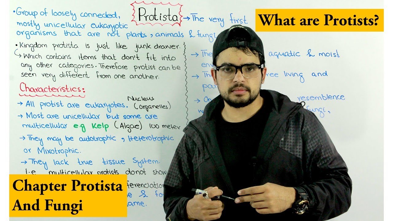 What are Protists | Kingdom Protista Introduction | Protista and Fungi ...
