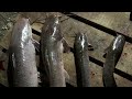 catfish