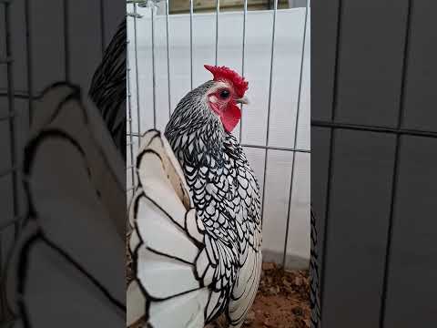 Sebright argenté liseré noir - Mâle - Exposition avicole d'Évreux 2026 🐓🇨🇵