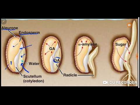 Video: Remodeling Transkriptomik Dan Epigenomik Luas Terjadi Selama Perkecambahan Arabidopsis Thaliana