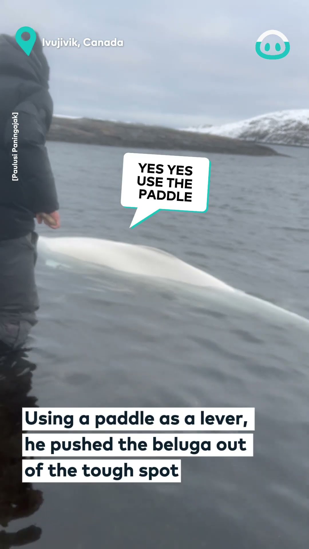 Helping A Stuck Wild Beluga Whale || ViralHog