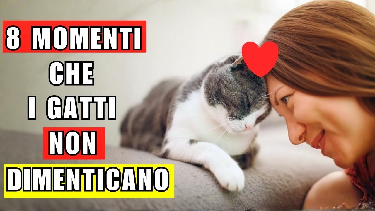8 momenti che il tuo gatto non dimenticherà mai