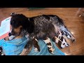 1 week English Springer Spaniel Puppies - Rayna の動画、YouTube動画。