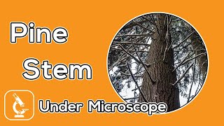 Under Microscope | What does pine stem look like under the microscope?
