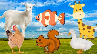 Cute little animals: chicken, squirrel, duck, giraffe, goat,... by Animal Paradise 81,950 views 1 year ago 16 minutes
