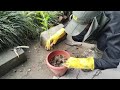 SANJIT CHAUDHARY #GARDENER #UAE
