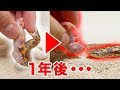 餌と間違えて指に噛み付く蛇の1年後・・・