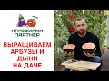 ВЫРАЩИВАЕМ АРБУЗЫ И ДЫНИ НА ДАЧЕ