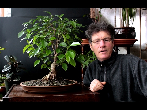 Видео: Ficus Microcarpa