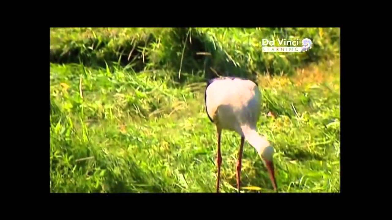 Gólyák vándorlása