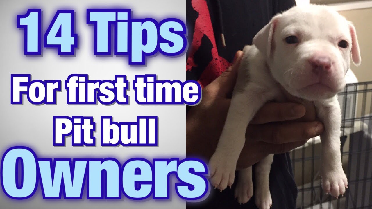 how do you train a 3 month old pitbull puppy