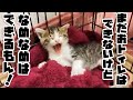 まだおといれはできないけど、けづくろいはできるもん！な子猫