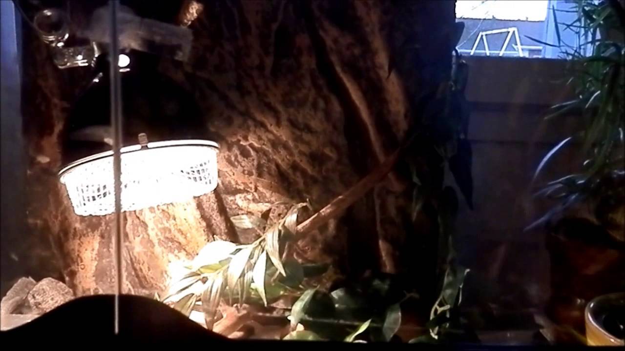 reptiles concept Sick...VLOG #10