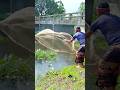 Many Many Cat fish 🐬🐋🐟. #fishing #fish #shorts #viral #youtubeshorts