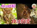 可愛い”森の妖精”が夜になると豹変!熱帯ジャングルに暮らすフィリピンメガネザルのすごい捕食シーン【どうぶつ奇想天外/WAKUWAKU】