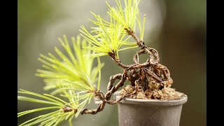 Bend down small black pine seedlings - YouTube