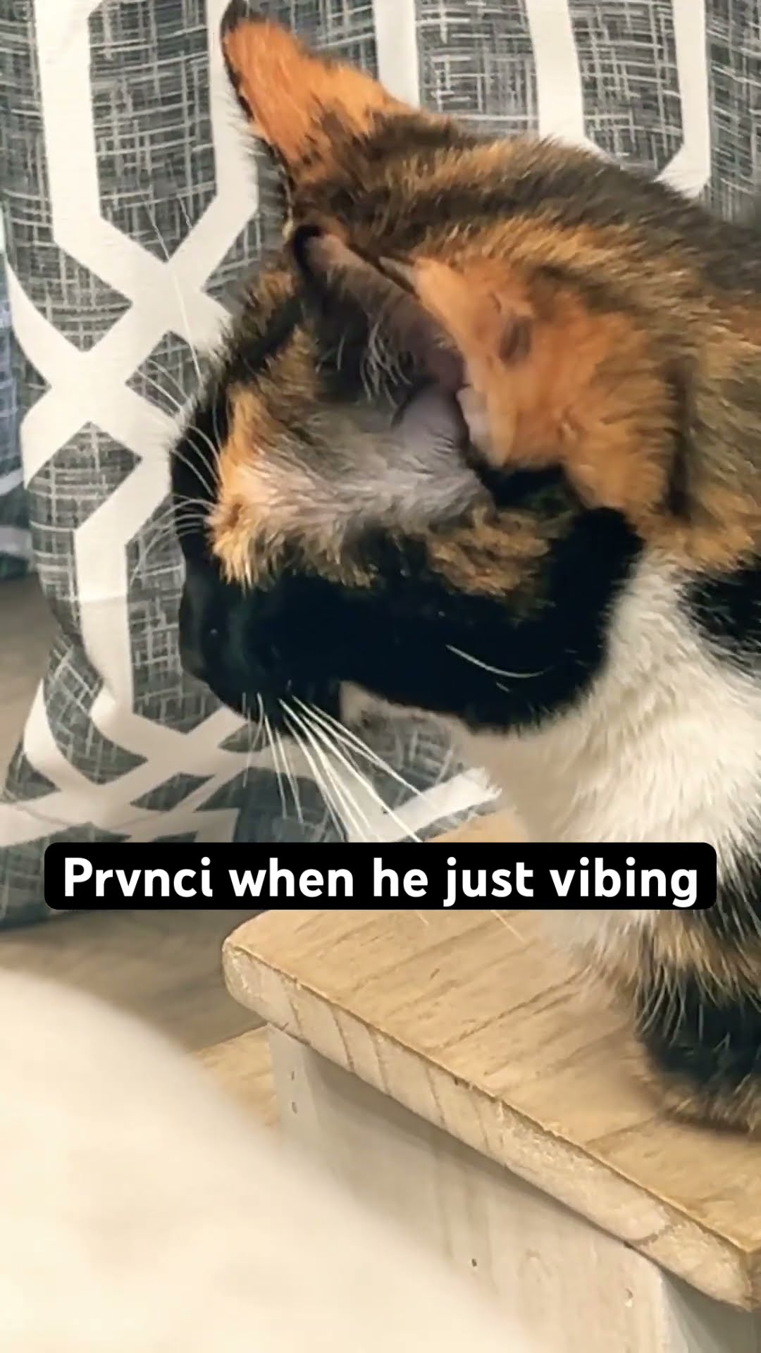 Prvnci just chilling on a step being adorable