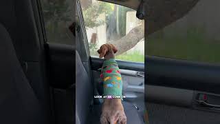 A touch dramatic don’t you think? 🤔🤔🤔 #dramatic #dachshund #doglove #grandma #sausagedog