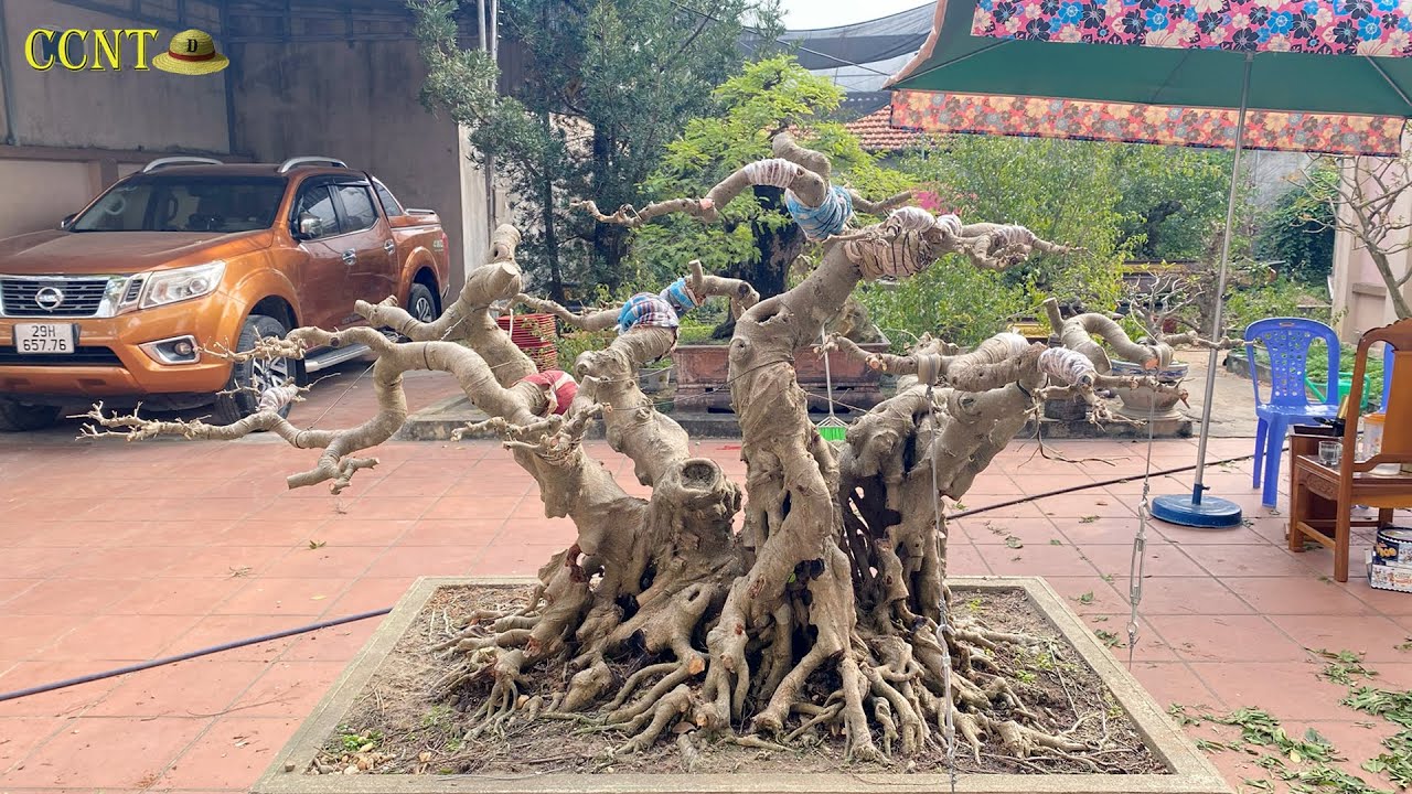 Cách Phục Chế Cây Sanh Quê Dáng Làng | Dũng Mũ Rơm