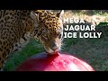 Episode 5: MEGA Jaguar Ice Lolly