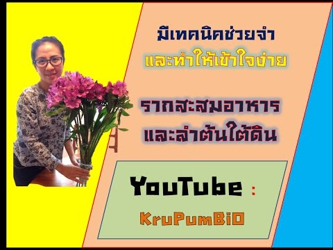 เทคนิคการจำรากสะสมอาหารและลำต้นใต้ดิน