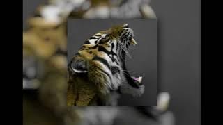 Download lagu Katy Perry • Roar (sped up   reverb)