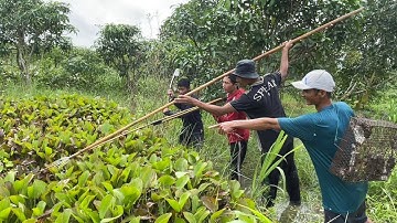 Bắt Chuột Mùa Lũ Ngập Hết Rồi | Hunting | - TT1765