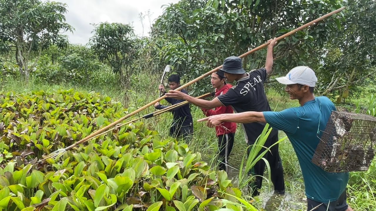 Bắt Chuột Mùa Lũ Ngập Hết Rồi | Hunting | - TT1765