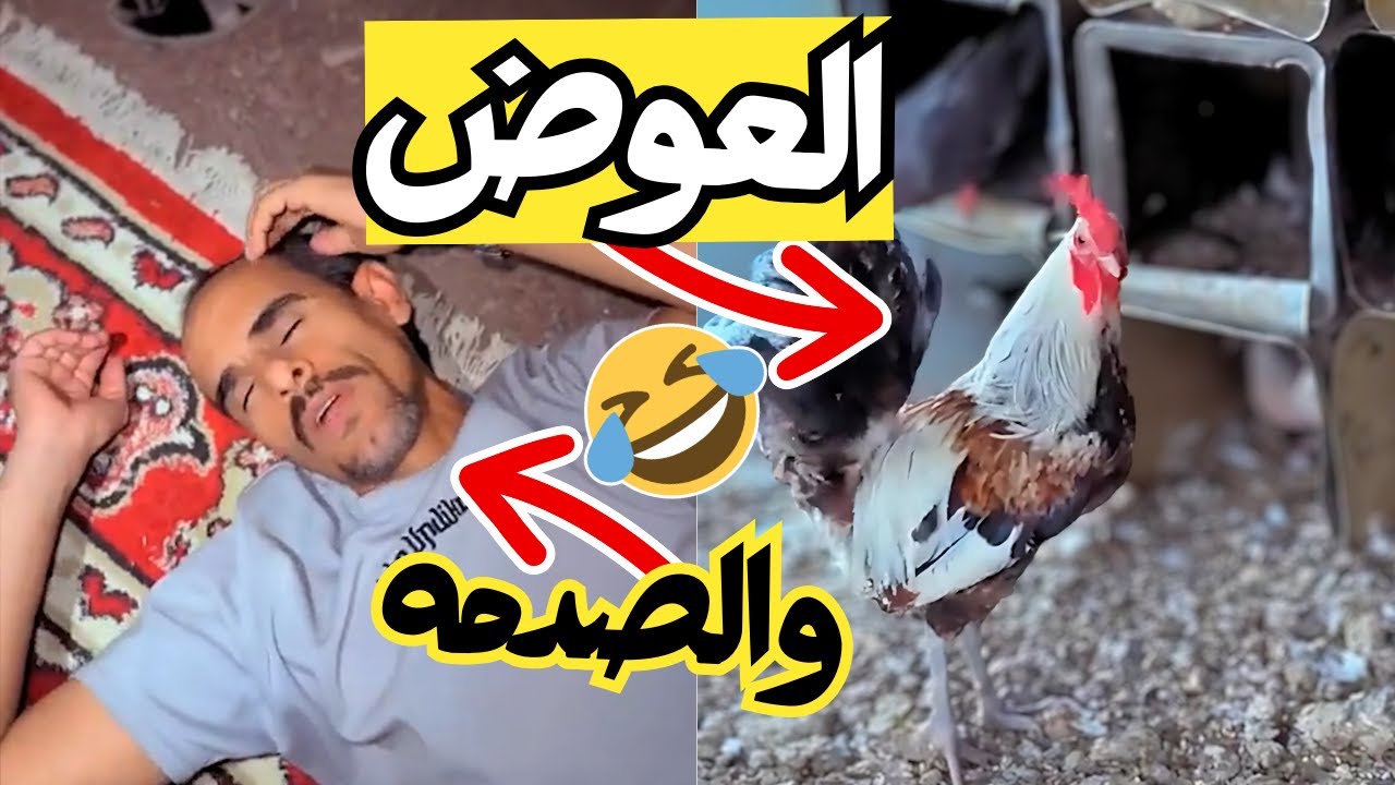 عوضنا زعتور بالديك وانتقمنا من ابو البراء (وليتنا ما انتقمنا 😥😂)