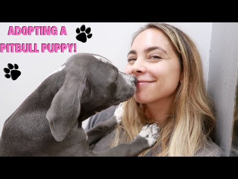 Video: Adopterbar hund av uken-Buttercup