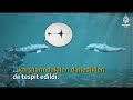 Bilim insanları: Yunuslar konuşuyor