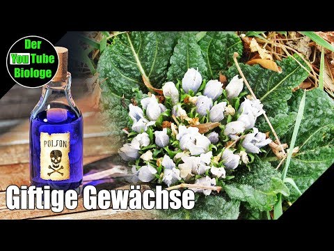 Giftige Pflanzen – Alraune (Mandragora officinarum)