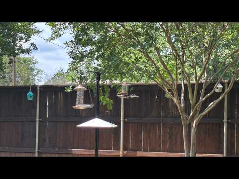 Build a squirrel proof bird feeder stand